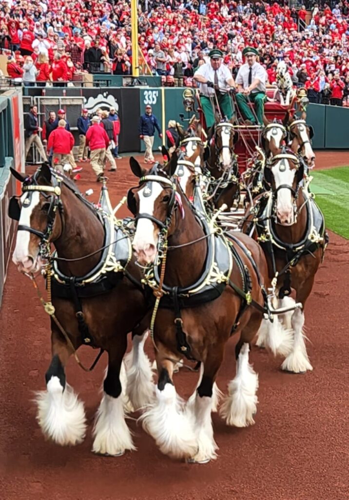 セントルイスカージナルスの本拠地・ブッシュスタジアムのクライズデール